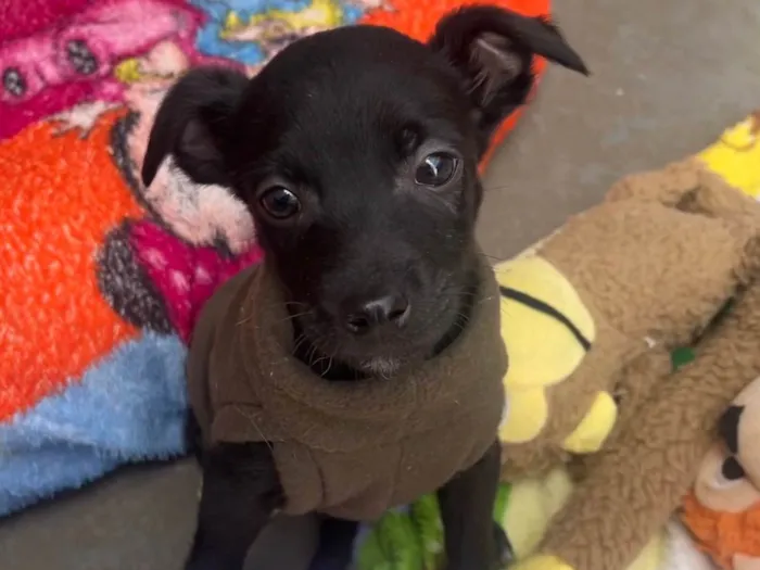 Cachorro raça SRD-ViraLata idade Abaixo de 2 meses nome Antônio 