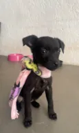 Cachorro raça SRD-ViraLata idade Abaixo de 2 meses nome Ana