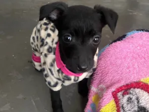 Cachorro raça SRD-ViraLata idade Abaixo de 2 meses nome Ana