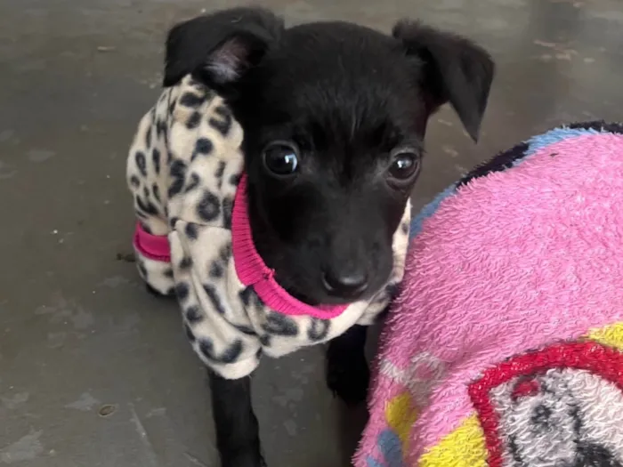 Cachorro raça SRD-ViraLata idade Abaixo de 2 meses nome Ana