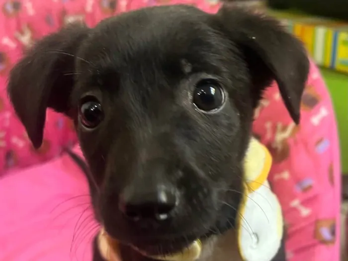 Cachorro raça SRD-ViraLata idade Abaixo de 2 meses nome Ângela 