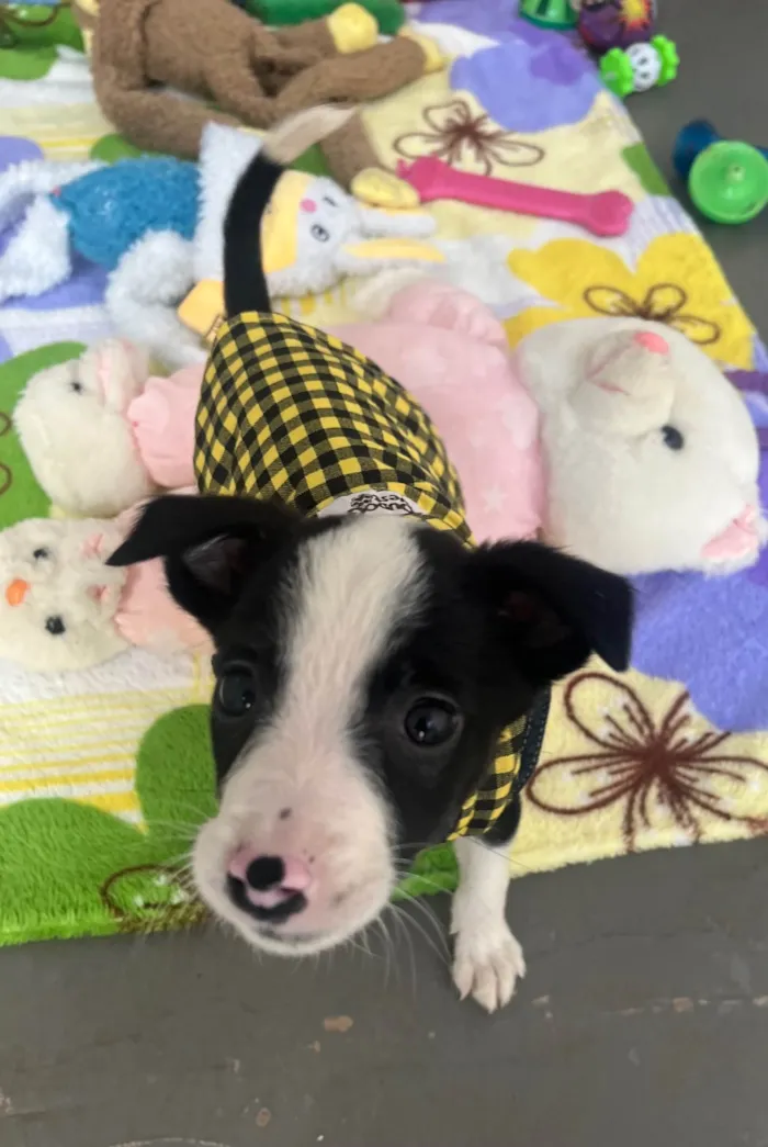 Cachorro raça SRD-ViraLata idade Abaixo de 2 meses nome Amanda