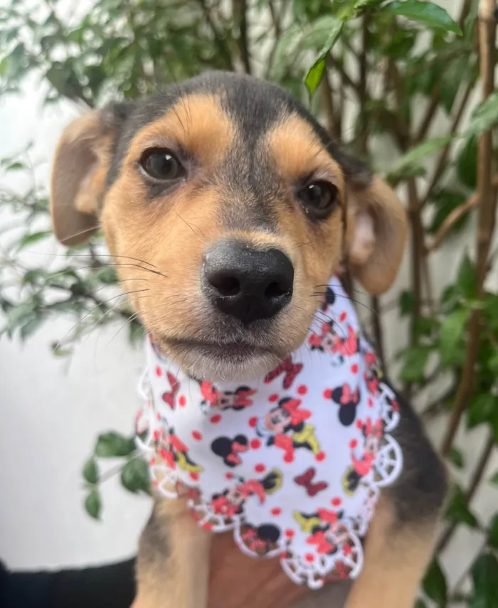 Cachorro raça SRD-ViraLata idade 2 a 6 meses nome Carmem