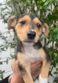 Cachorro raça SRD-ViraLata idade 2 a 6 meses nome Carmem