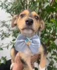 Cachorro raça SRD-ViraLata idade 2 a 6 meses nome Carmem