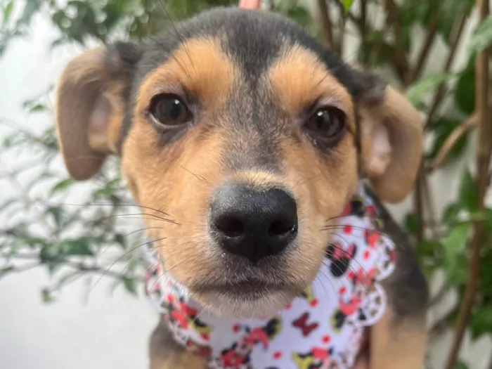 Cachorro raça SRD-ViraLata idade 2 a 6 meses nome Carmem