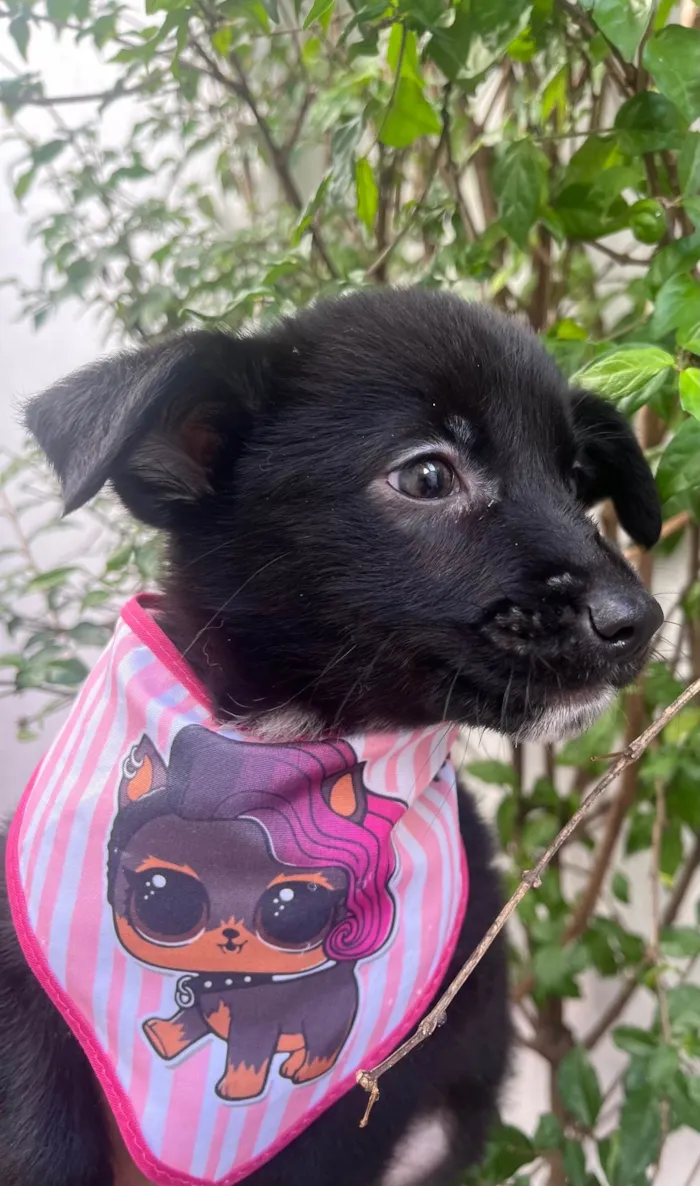 Cachorro raça SRD-ViraLata idade 2 a 6 meses nome Claudia