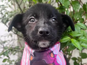 Cachorro raça SRD-ViraLata idade 2 a 6 meses nome Claudia