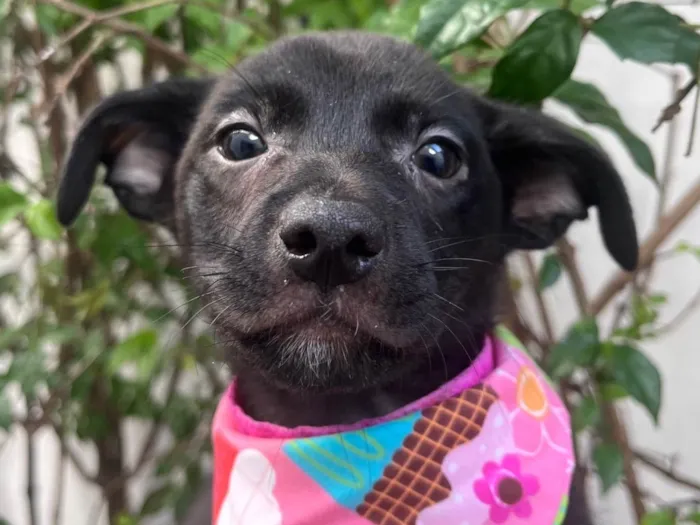 Cachorro raça SRD-ViraLata idade 2 a 6 meses nome Carolina