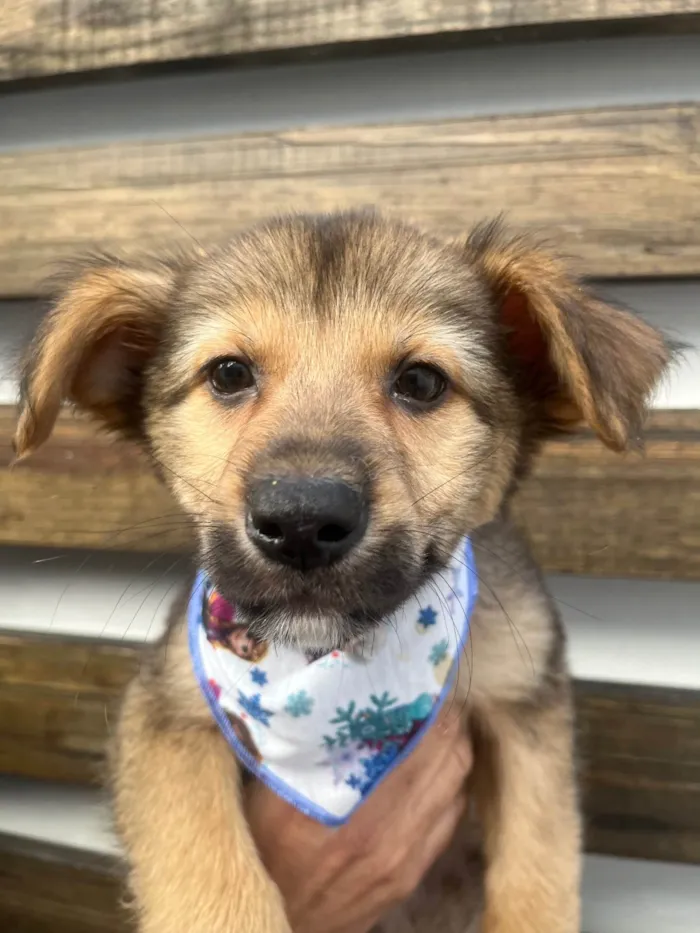 Cachorro ra a SRD-ViraLata idade 2 a 6 meses nome Camila