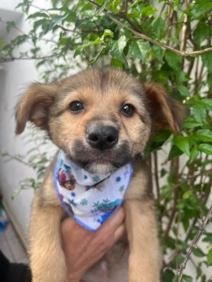 Cachorro ra a SRD-ViraLata idade 2 a 6 meses nome Camila