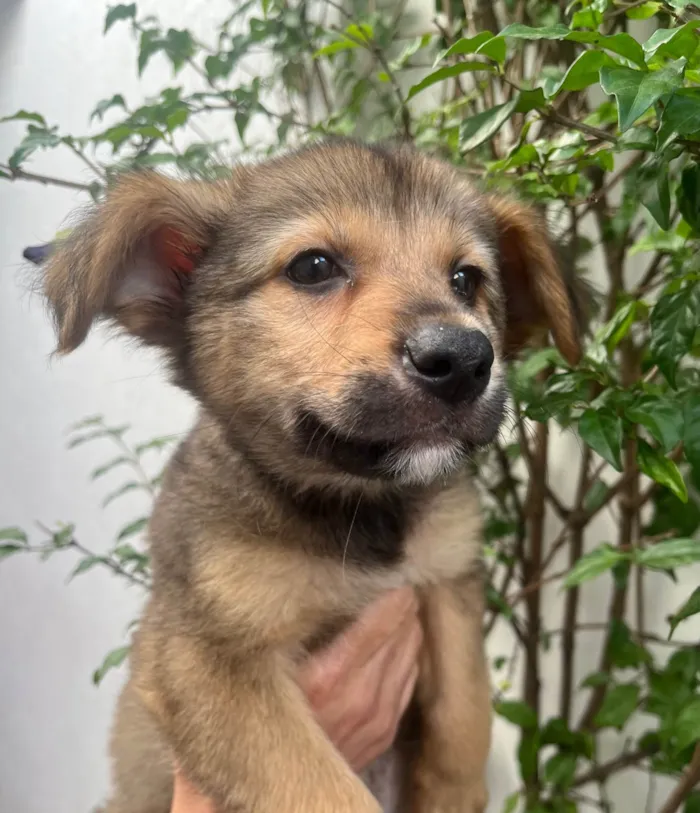 Cachorro ra a SRD-ViraLata idade 2 a 6 meses nome Camila
