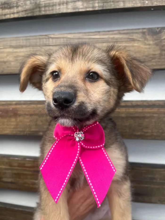 Cachorro ra a SRD-ViraLata idade 2 a 6 meses nome Camila