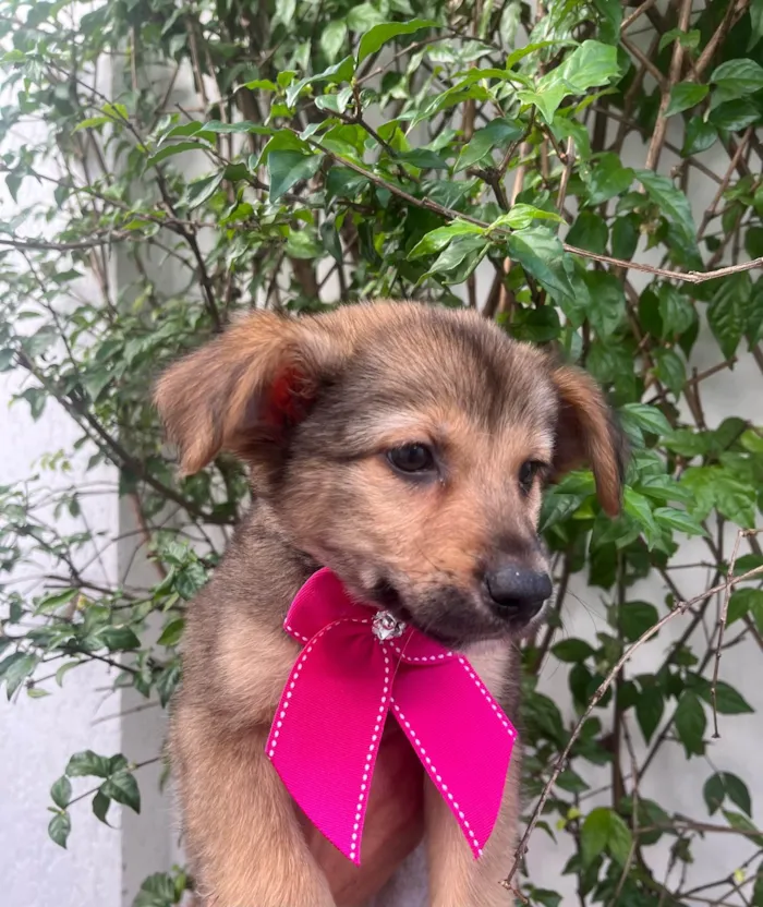 Cachorro ra a SRD-ViraLata idade 2 a 6 meses nome Camila