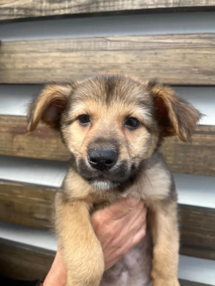 Cachorro ra a SRD-ViraLata idade 2 a 6 meses nome Camila