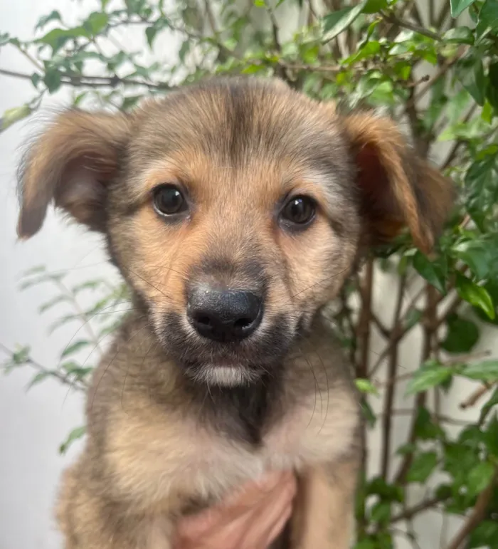 Cachorro ra a SRD-ViraLata idade 2 a 6 meses nome Camila