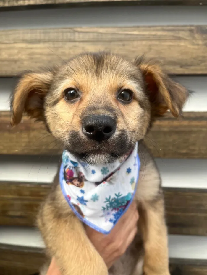 Cachorro ra a SRD-ViraLata idade 2 a 6 meses nome Camila