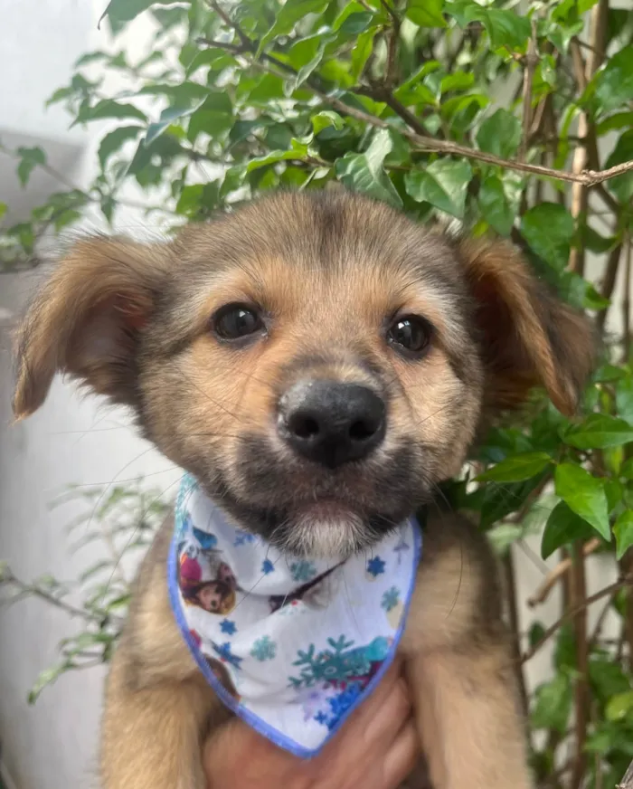 Cachorro ra a SRD-ViraLata idade 2 a 6 meses nome Camila