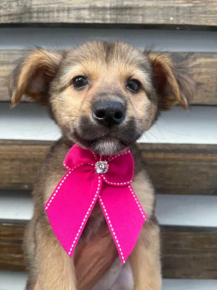 Cachorro ra a SRD-ViraLata idade 2 a 6 meses nome Camila