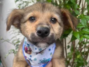Cachorro raça SRD-ViraLata idade 2 a 6 meses nome Camila