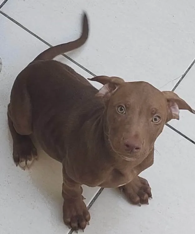 Cachorro raça SRD-ViraLata idade 2 a 6 meses nome Wolverine
