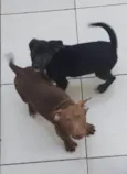 Cachorro raça SRD-ViraLata idade 2 a 6 meses nome Wolverine