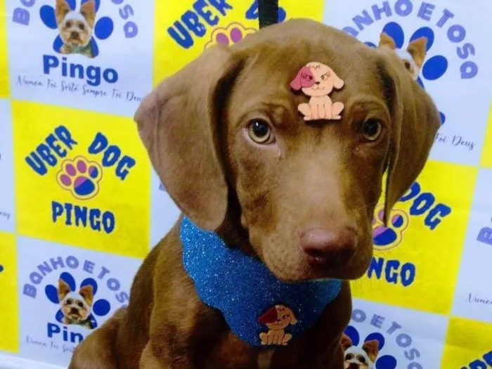 Cachorro raça SRD-ViraLata idade 2 a 6 meses nome Wolverine