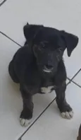 Cachorro raça SRD-ViraLata idade 2 a 6 meses nome Logan