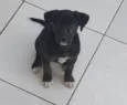 Cachorro raça SRD-ViraLata idade 2 a 6 meses nome Logan
