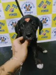 Cachorro raça SRD-ViraLata idade 2 a 6 meses nome Logan