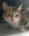 Nora
