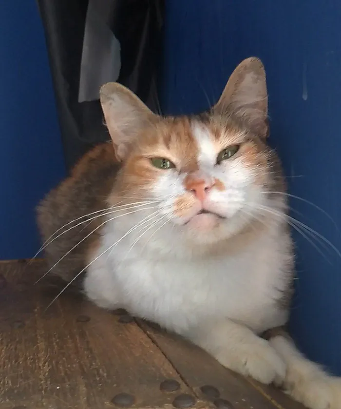 Gato ra a Srd idade 7 a 11 meses nome Nora