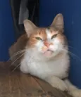 Nora