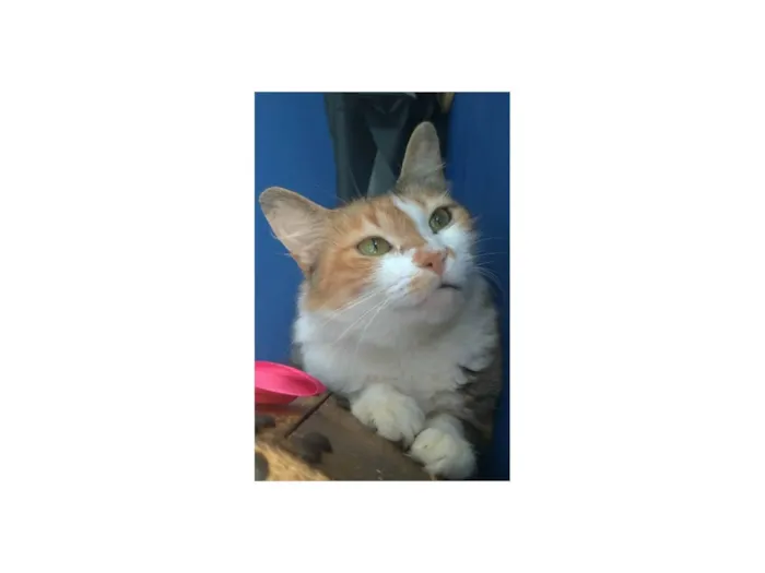 Gato ra a Srd idade 7 a 11 meses nome Nora