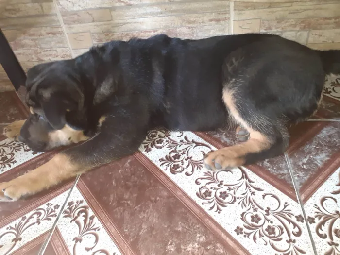 Cachorro ra a Sharpei com show chaw  idade 1 ano nome Falcão 