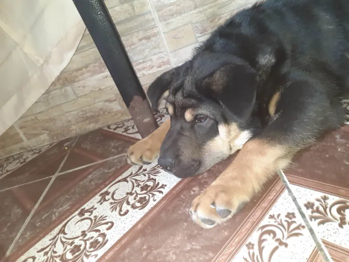 Cachorro ra a Sharpei com show chaw  idade 1 ano nome Falcão 