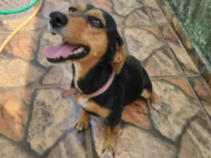 Cachorro raça Bassê  idade 3 anos nome Kiara 