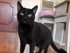 Gato raça Srd idade 1 ano nome Joaquim 