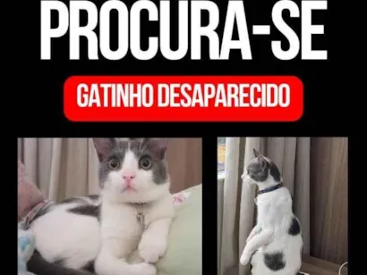 Gato raça SRD-ViraLata idade 2 a 6 meses nome Romeu 