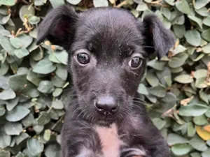 Cachorro raça SRD-ViraLata idade Abaixo de 2 meses nome Antônio 