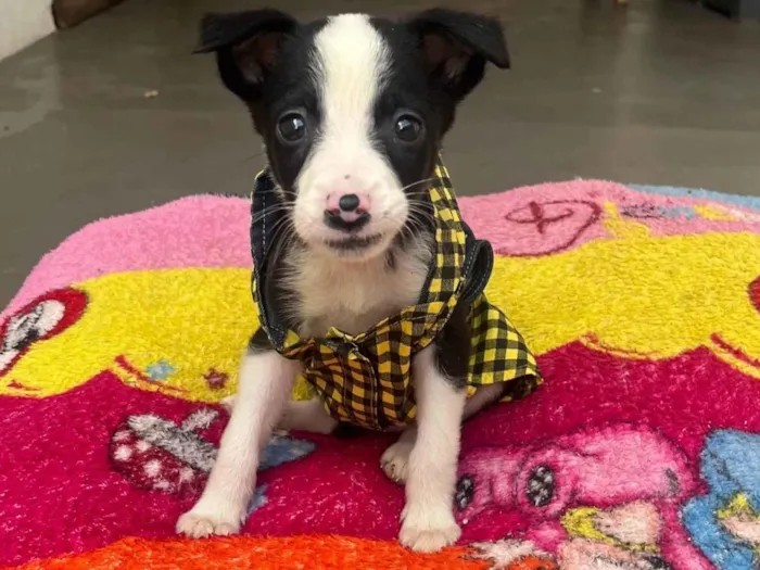 Cachorro raça SRD-ViraLata idade Abaixo de 2 meses nome Amanda