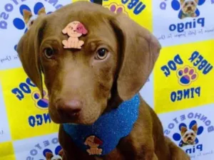 Cachorro raça SRD-ViraLata idade 2 a 6 meses nome Wolverine