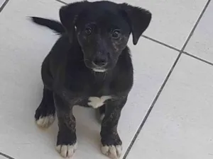 Cachorro raça SRD-ViraLata idade 2 a 6 meses nome Logan
