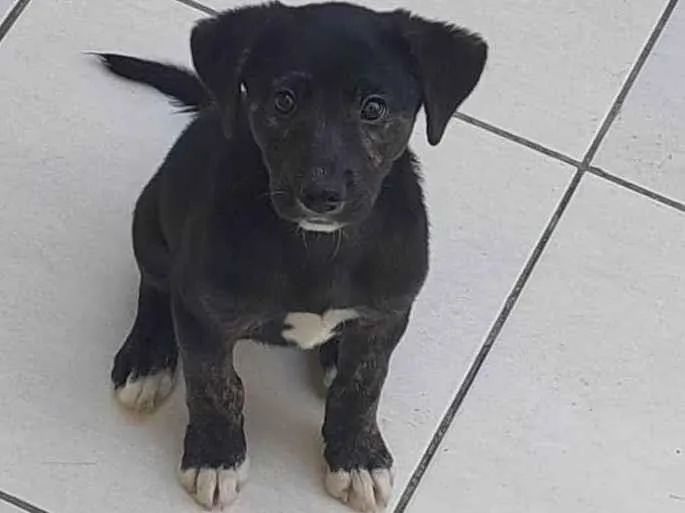 Cachorro raça SRD-ViraLata idade 2 a 6 meses nome Logan