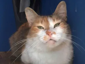 Gato raça Srd idade 7 a 11 meses nome Nora
