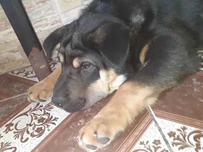 Cachorro ra a Sharpei com show chaw  idade 1 ano nome Falcão 