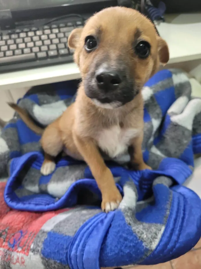 Cachorro raça SRD-ViraLata idade 2 a 6 meses nome LUPITA