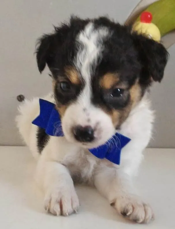 Cachorro raça SRD-ViraLata idade Abaixo de 2 meses nome MIGUEL