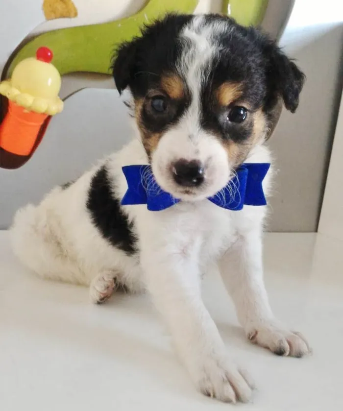 Cachorro raça SRD-ViraLata idade Abaixo de 2 meses nome MIGUEL