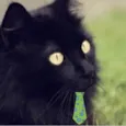 Tom 
